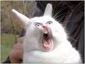http://maxbrandenberg.com/?attachment_id=541 Image result for scared rabbit pic