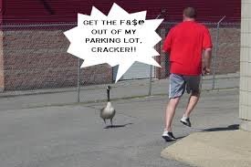 Image result for killer geese