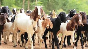 Image result for pic of goats