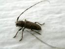 uuuugly bug