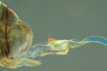Shown here, the female penis structure of the cave insect Neotrogla aurora. 