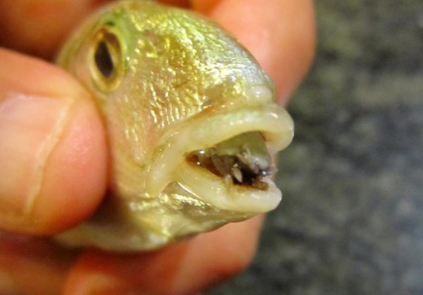 The Tongue-Eating Sea Louse