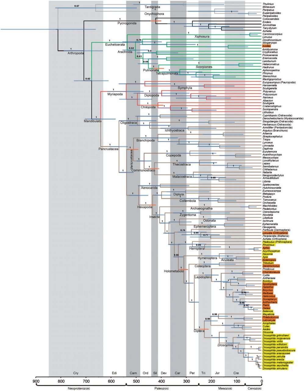 phylogenetic tree