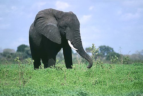 Elephant (03127)