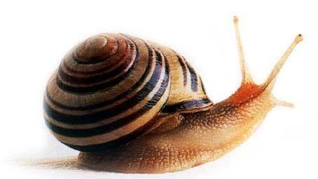 http://mintywhite.com/wp-content/uploads/2010/08/slow-snail.jpg