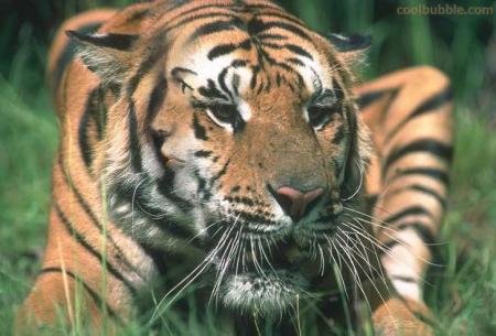 Tiger Woman Illusion