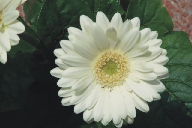 flgerbera.jpg