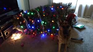 Image result for fainting christmas tree