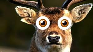 Image result for deer in the headlights