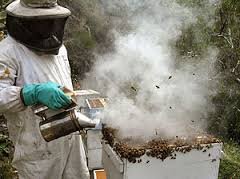 Image result for smoking swarm of bees pic