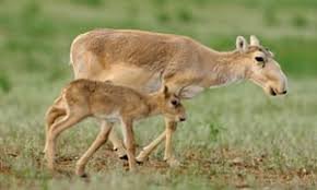 Image result for saiga deer
