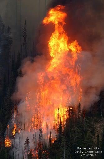 forest fire dragon