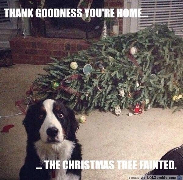 Image result for fainting christmas tree