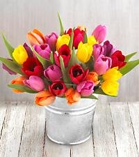30 Stem Mixed Tulip Pail