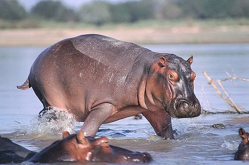 Hippopotamus (03094)