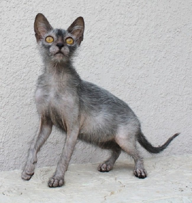 Werecat breed best sale