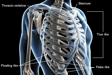 medref_370x250_rib_cage.jpg