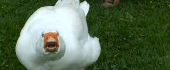 Image result for killer geese