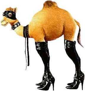 Image result for pretty camel