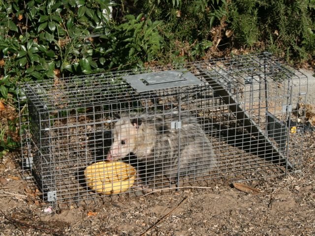 trapped-possum