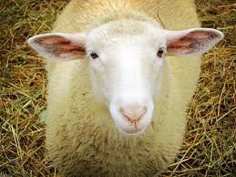 Image result for pic of sheep