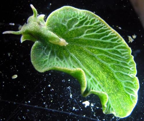 Sea slug has taken genes from algae it eats, allowing it to photosynthesize like a plant