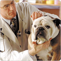 http://veterinariantechnician.org/wp-content/uploads/veterinarian-technologist.gif