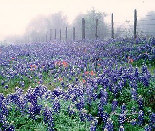 Bluebonnets