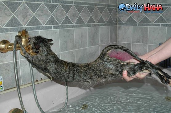 http://www.dailyhaha.com/_pics/desperate_cat.jpg