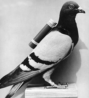 Carrier Pigeon