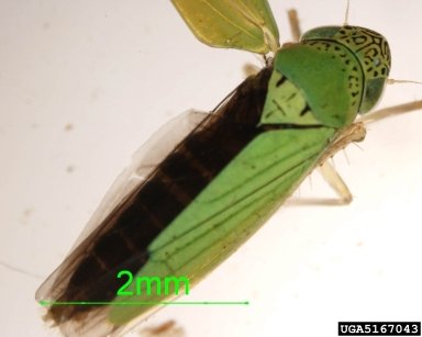leafhopper, Hortensia similis  (Hemiptera: Cicadellidae)