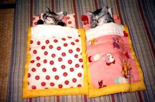 cat_sleeping_bags.jpg sleeping image by mzmeowy