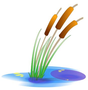 reeds