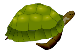 sea turtle