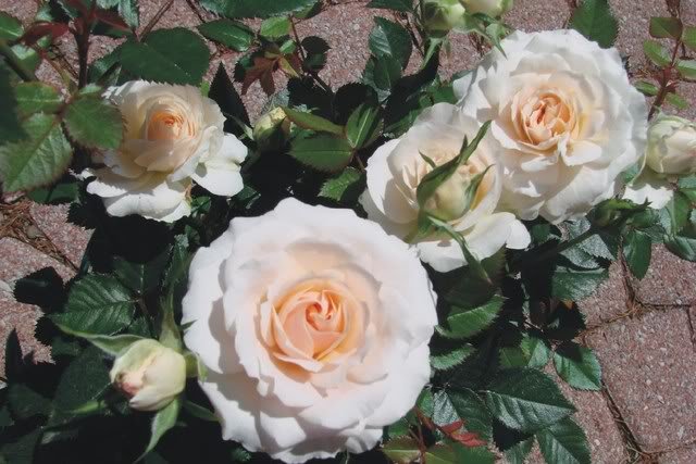 flpinkroses.jpg