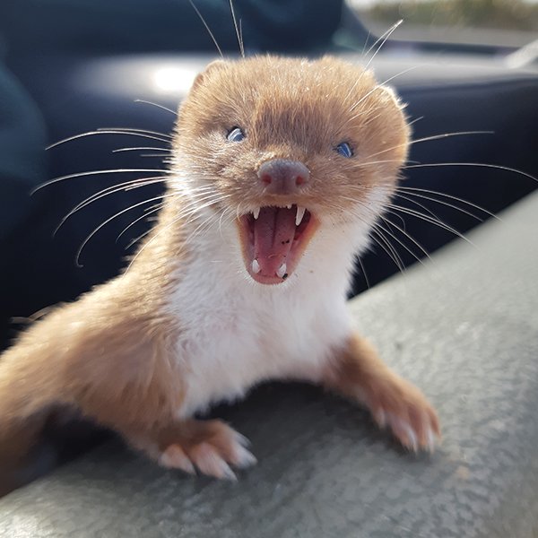 Be wary of the weasels | Conservation blog