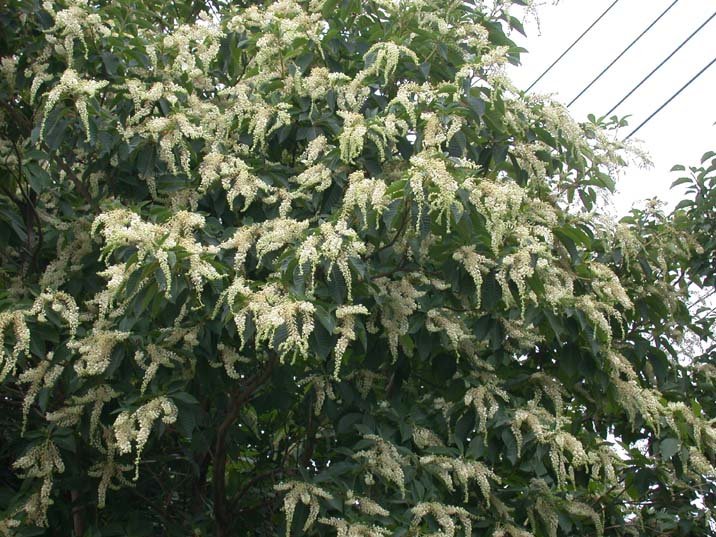 ryoubu090705.JPG 716×537 117K