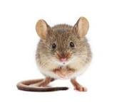 Image result for mouse pic