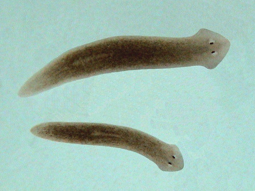 Planarian worm