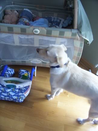 guard-dog