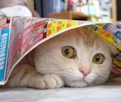 Image result for scaredy cat