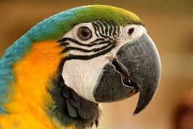 Image result for Parrot