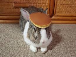 Image result for bunny with pancake on head