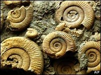 Ammonite fossils