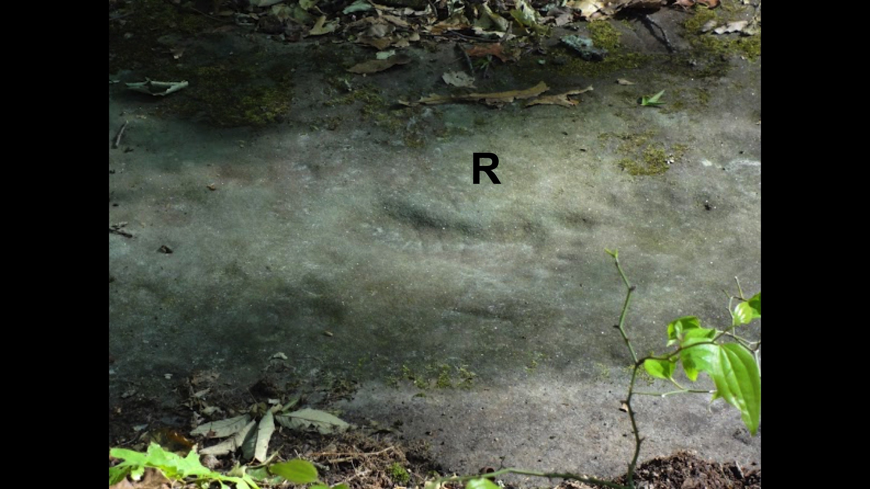 RSR's Human Prints in Pennsylvanian Sandstone, McKee KY | KGOV.com