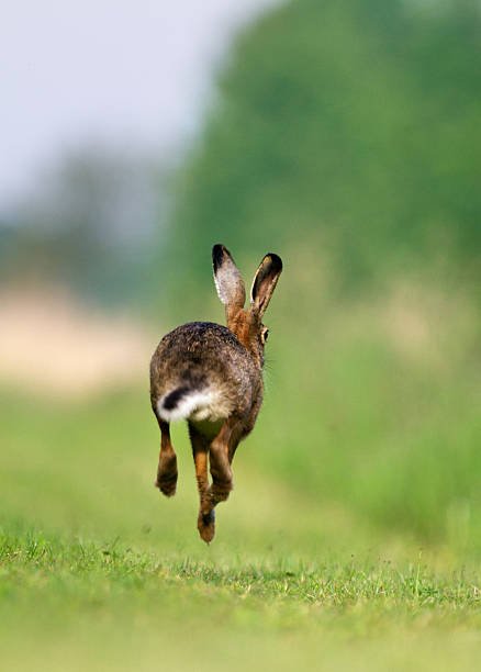 Royalty Free Jack Rabbit Pictures, Images and Stock Photos - iStock