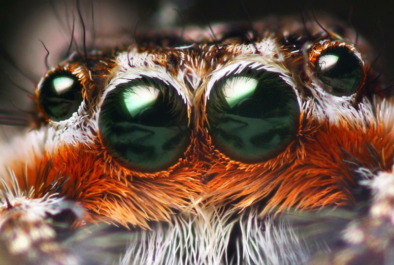 Image:Platycryptus male eyes.jpg