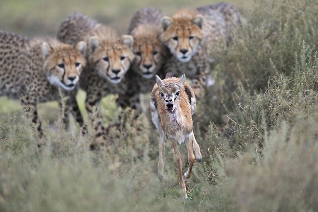 cheetah cubs chasing gazelle