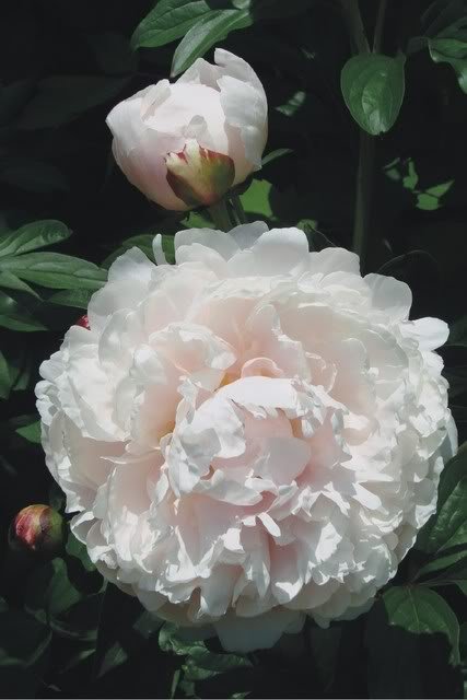 flpeonie.jpg