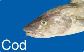 Image result for cod fish
